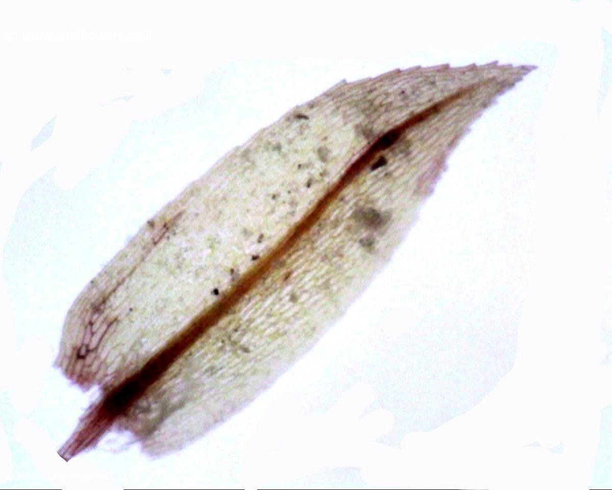 Pohlia  melanodon